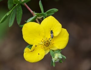 close up photo of yellow petal flower with bee during daytime thumbnail