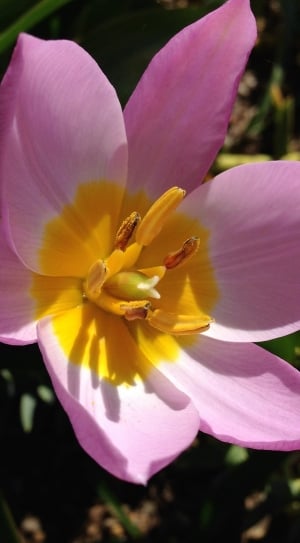 pink and yellow 6 petaled flower thumbnail