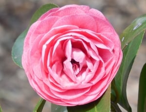 pink petaled rose flower thumbnail