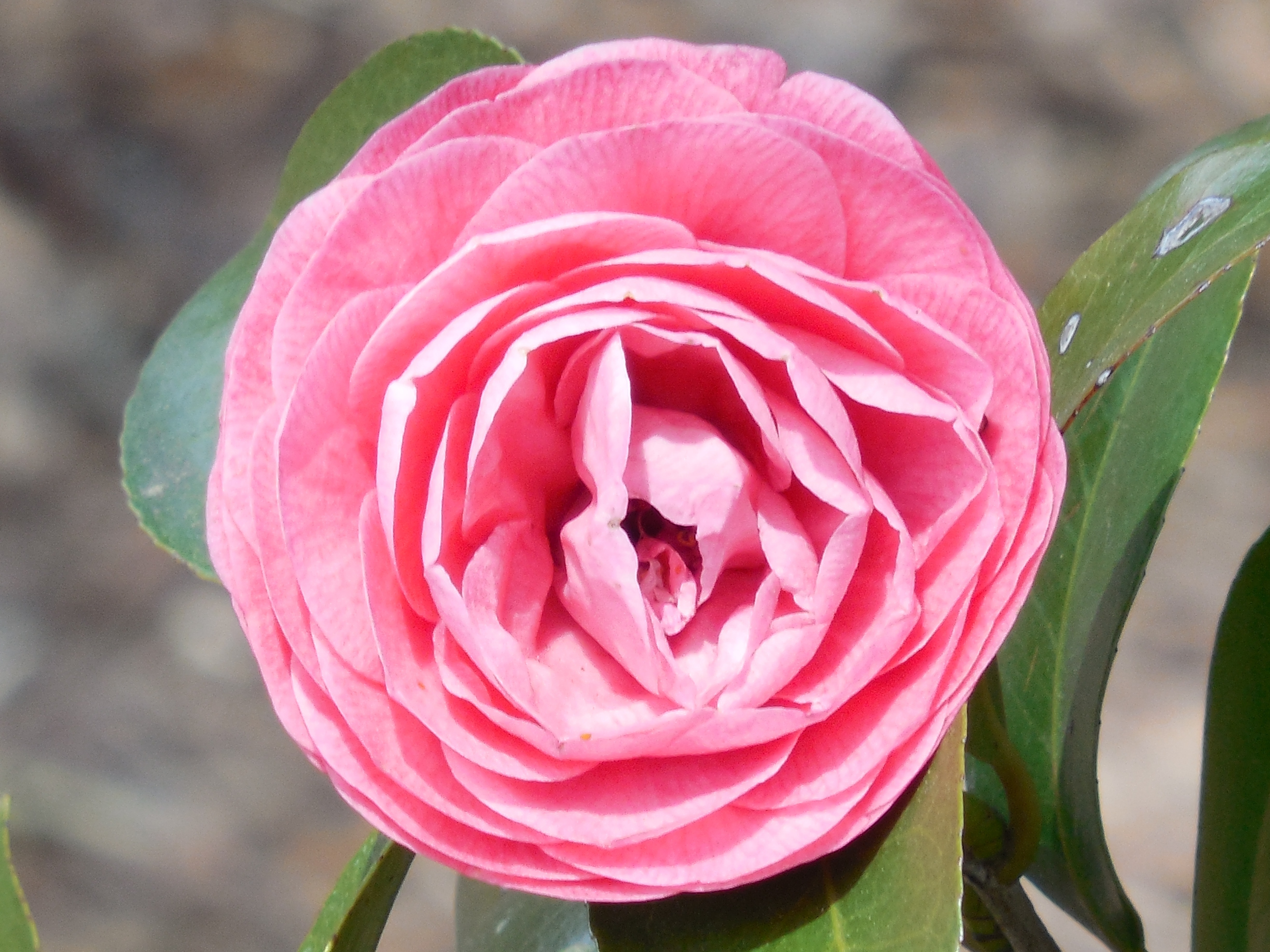pink petaled rose flower