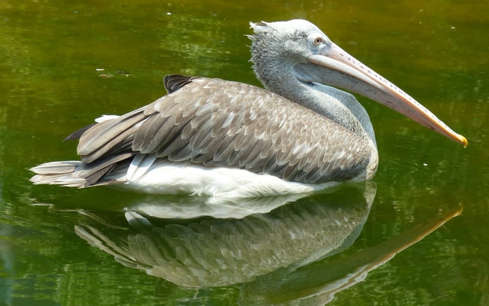brown and white pelican preview