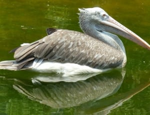 brown and white pelican thumbnail