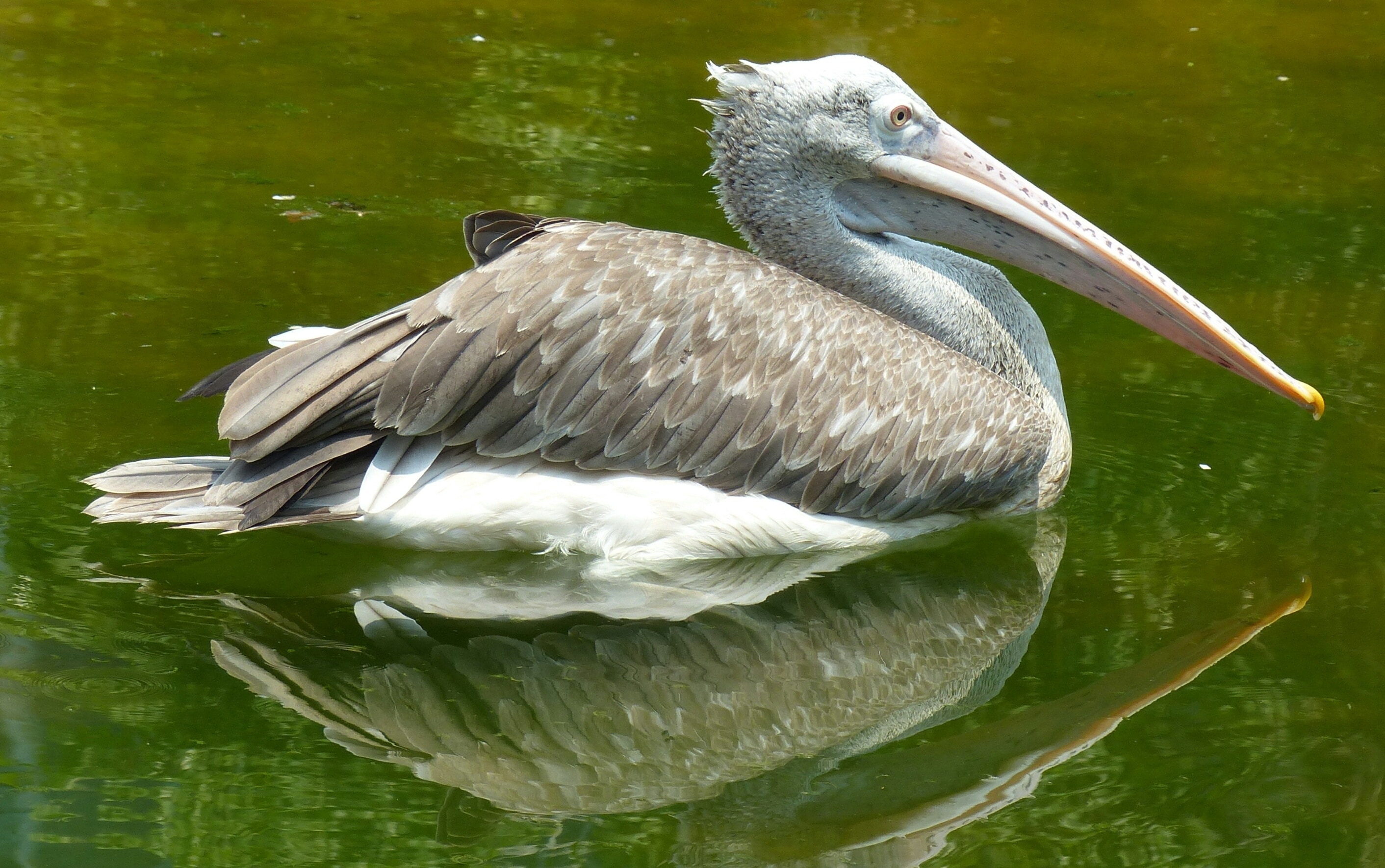 brown and white pelican