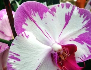 white pink orchid thumbnail