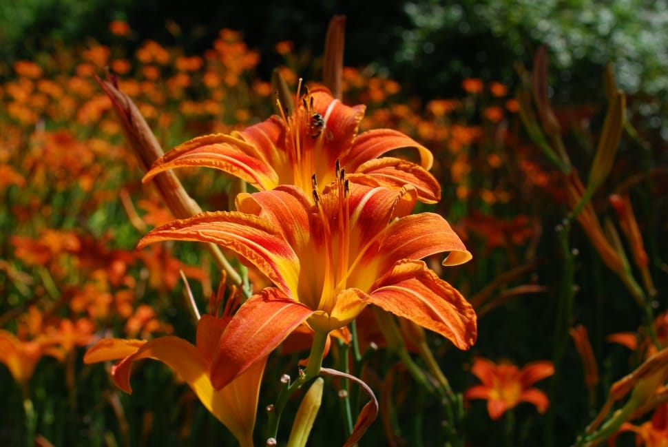 orange day lilies preview