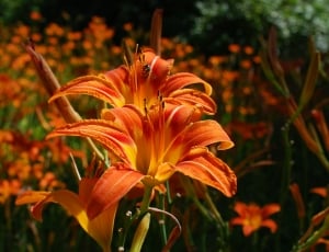 orange day lilies thumbnail