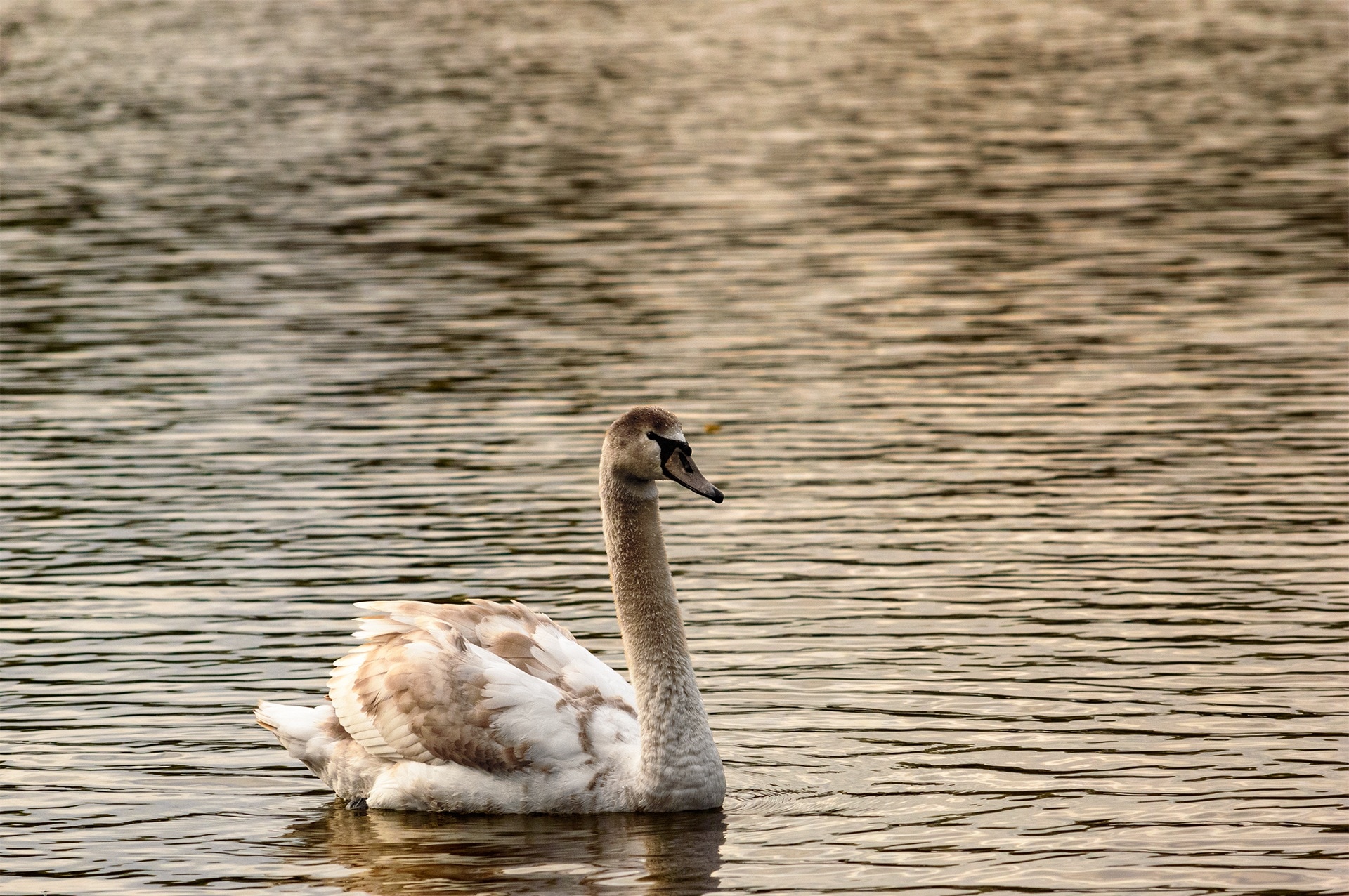 white and brown swan