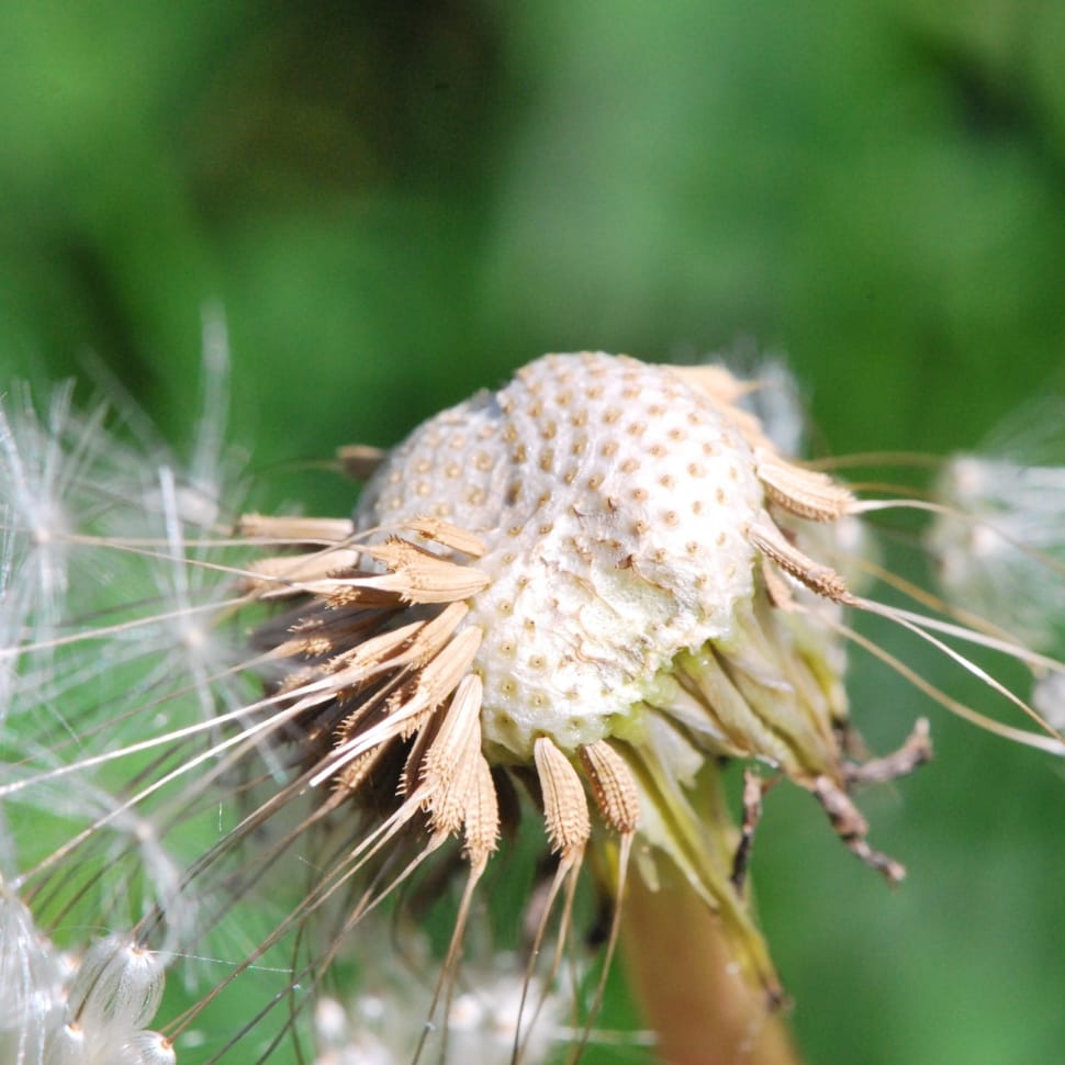 white dandelion seeds preview