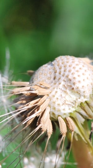 white dandelion seeds thumbnail