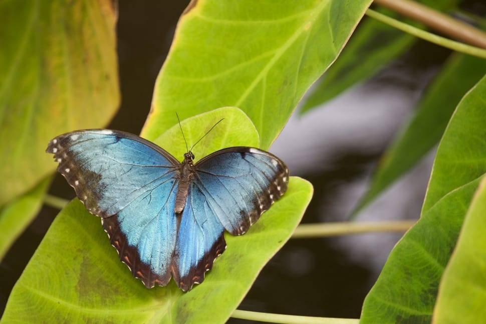 black and light-blue butterfly on green leaf preview