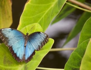 black and light-blue butterfly on green leaf thumbnail