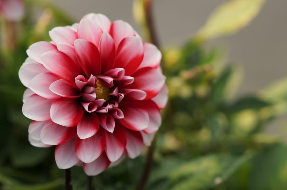 pink and red petaled flower preview