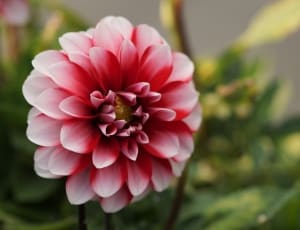 pink and red petaled flower thumbnail