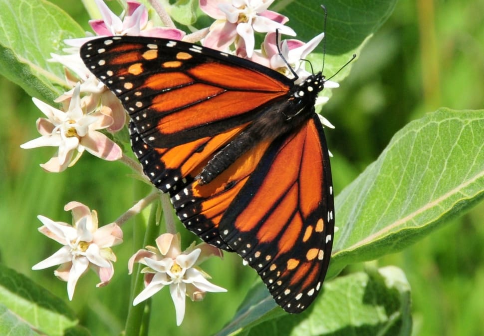 Monarch Butterfly, Flower, Blossom, butterfly - insect, insect preview