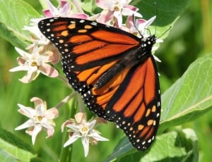 Monarch Butterfly, Flower, Blossom, butterfly - insect, insect thumbnail
