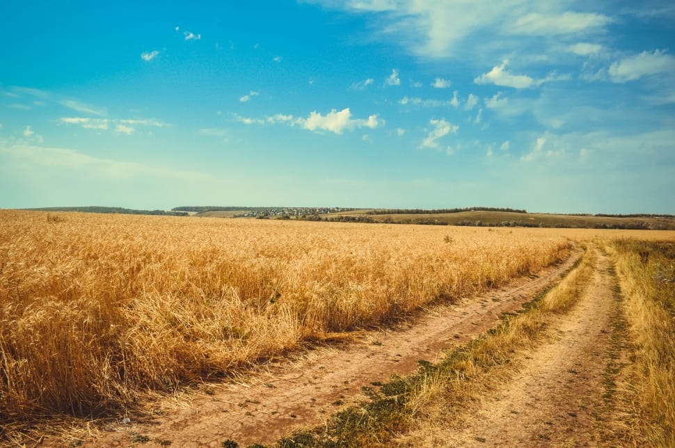 field of brown plants beside roadway during daytime preview