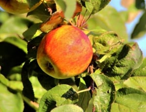 close up shot of red and green apple in stem during sunset thumbnail
