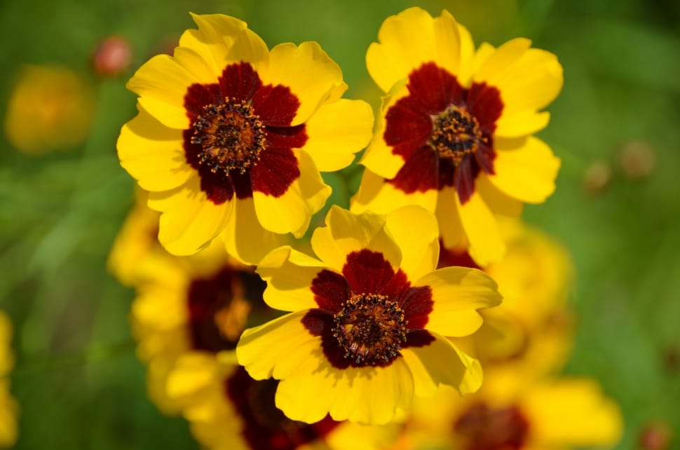3 yellow and brown flowers preview