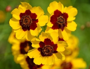 3 yellow and brown flowers thumbnail
