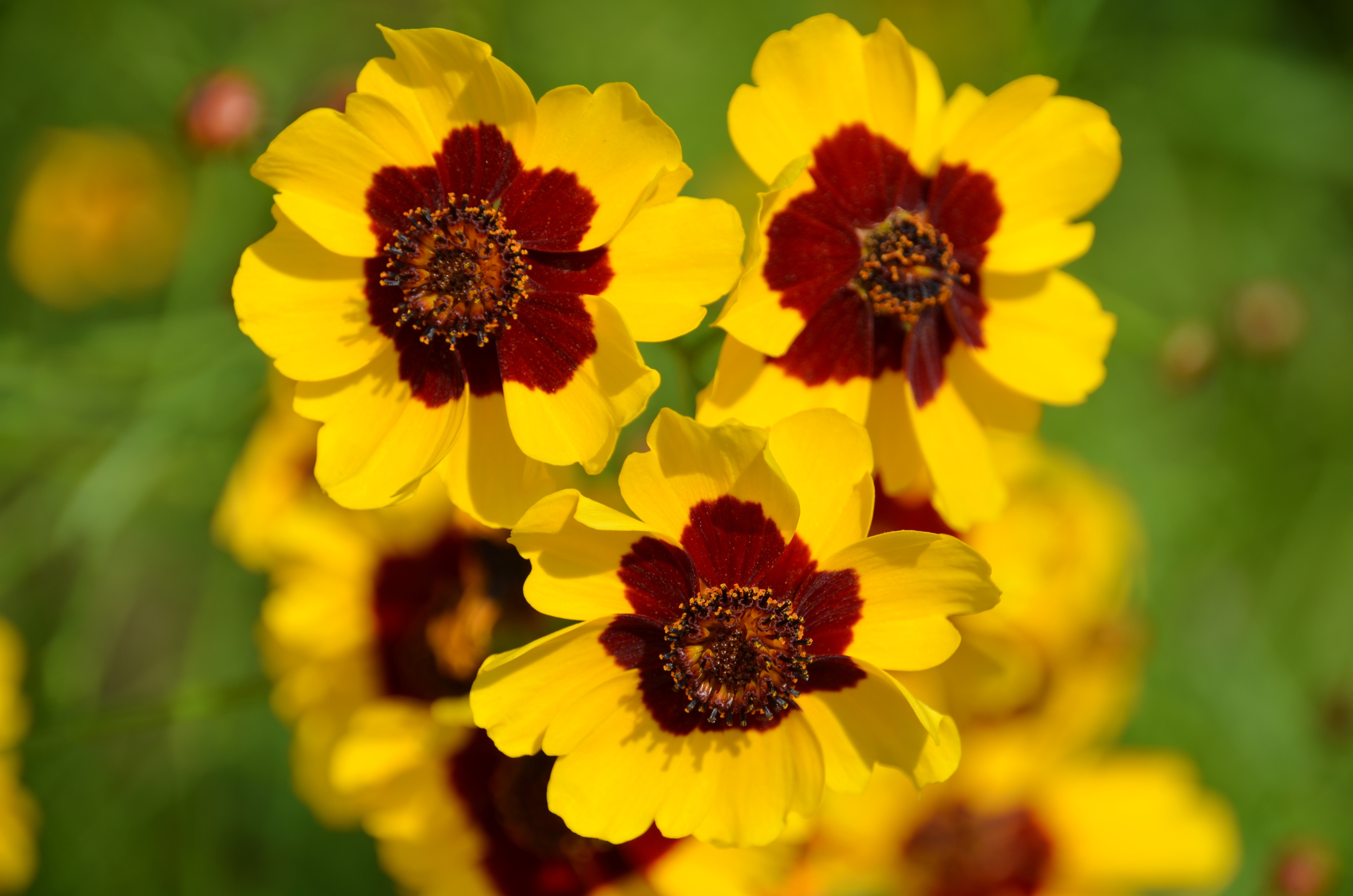 3 yellow and brown flowers