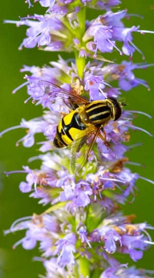 Nature, Yellow, Macro, Close Up, Bug, flower, insect thumbnail