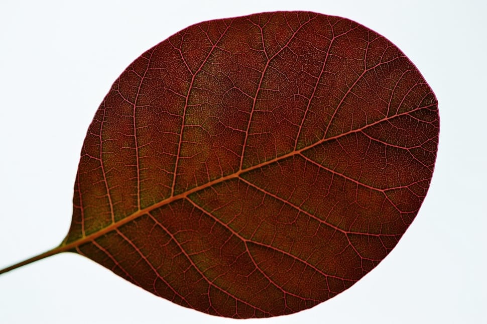 brown leaf preview