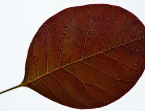 brown leaf thumbnail