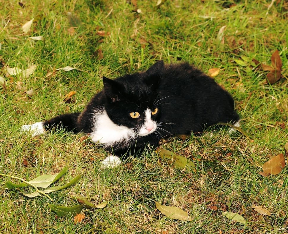 close up photography of tuxedo cat on a green grass preview