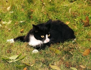 close up photography of tuxedo cat on a green grass thumbnail