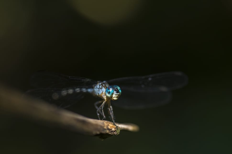 blue hawker on stem preview
