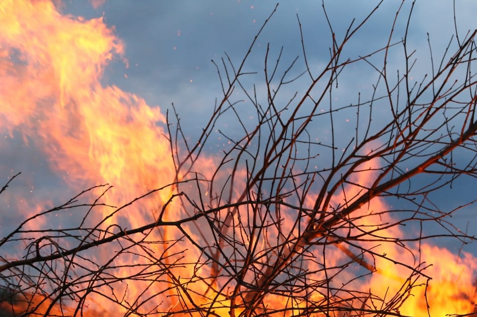 brown branch on fire preview