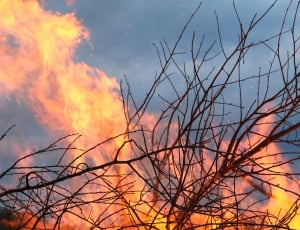brown branch on fire thumbnail