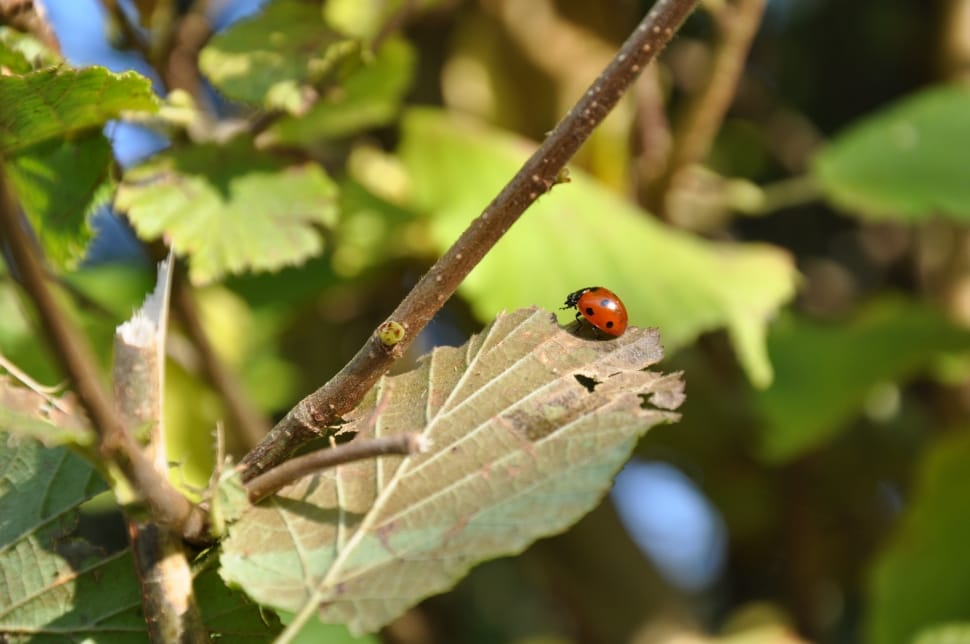 Ladybug, Flowers, Garden, Red, Insect, one animal, animals in the wild preview