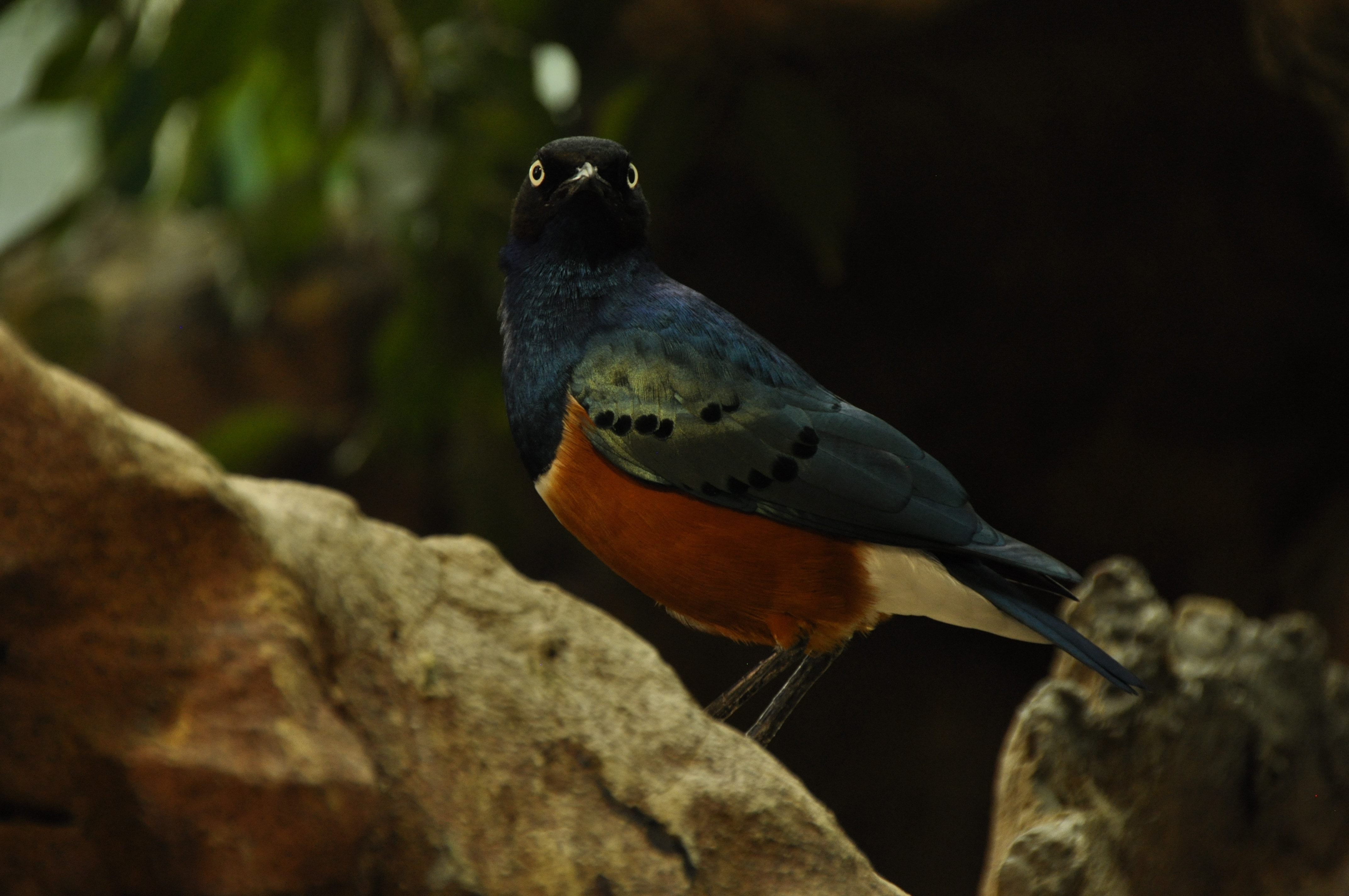 blue and brown bird