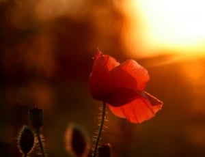 Poppy, Red, Sunset, Sun, Camp, Flower, flower, close-up thumbnail