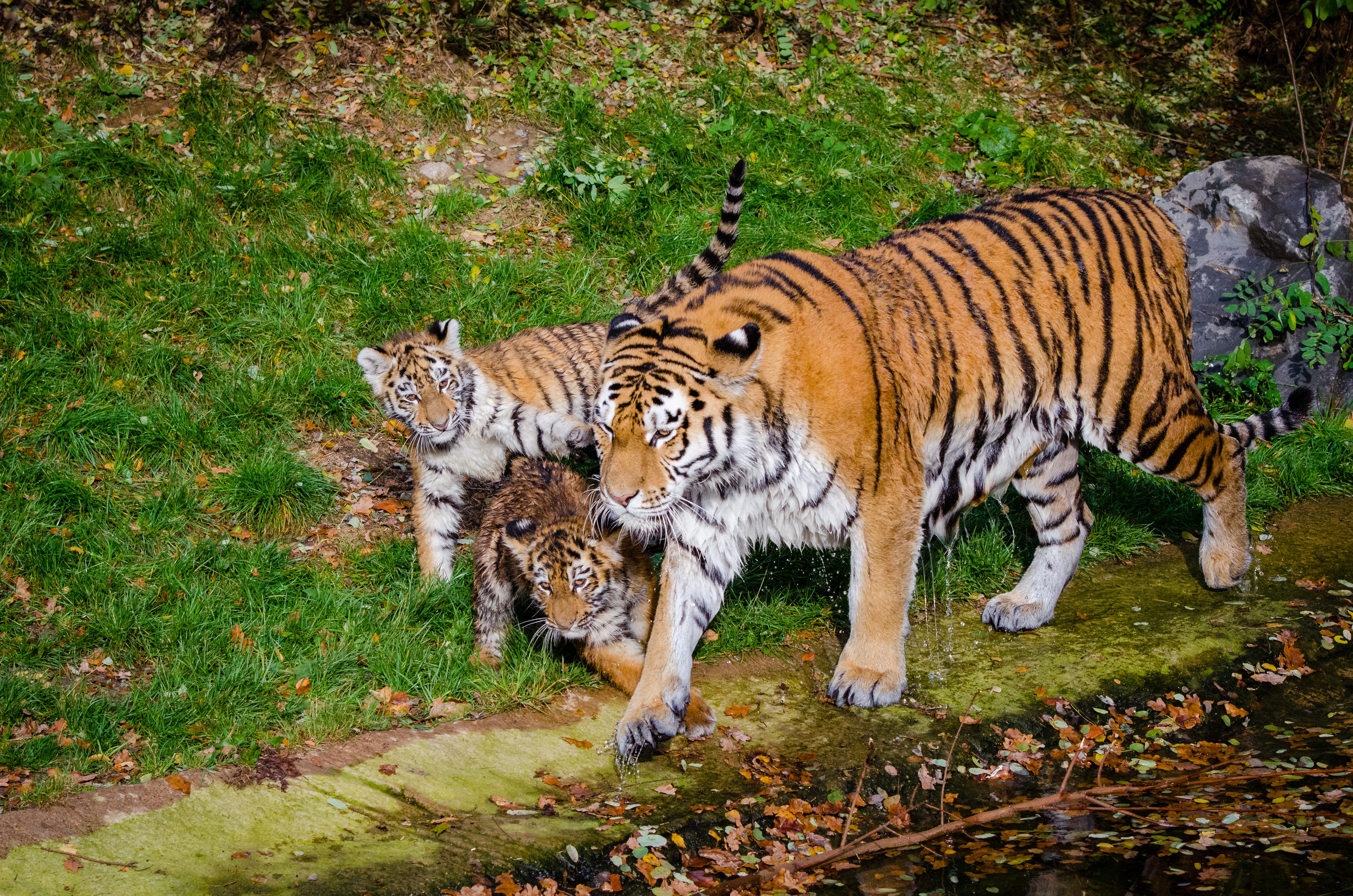 Объяснить тигр. Амурский тигр тигрица с тигрятами. Сибирский тигр (Panthera Tigris altaica). Амурский тигр семейство. Амурская тигрица с тигрятами.