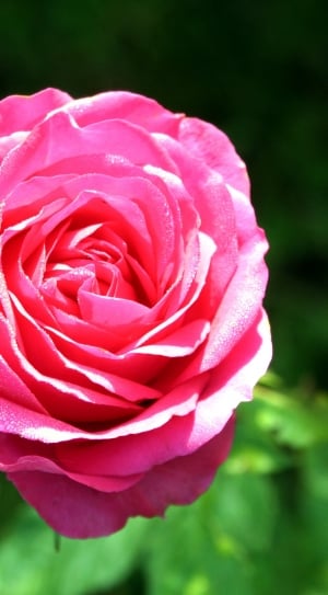 blossoming pink rose thumbnail