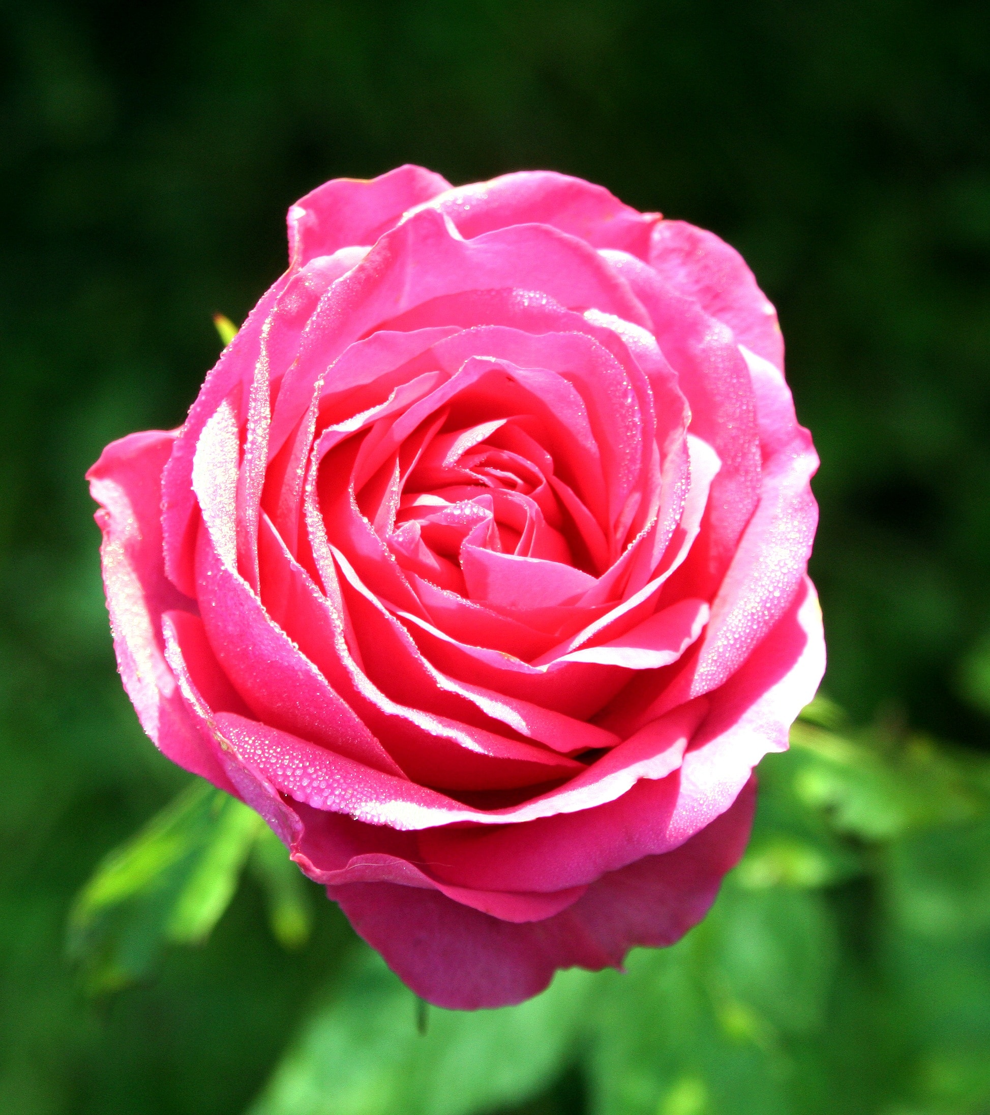 blossoming pink rose