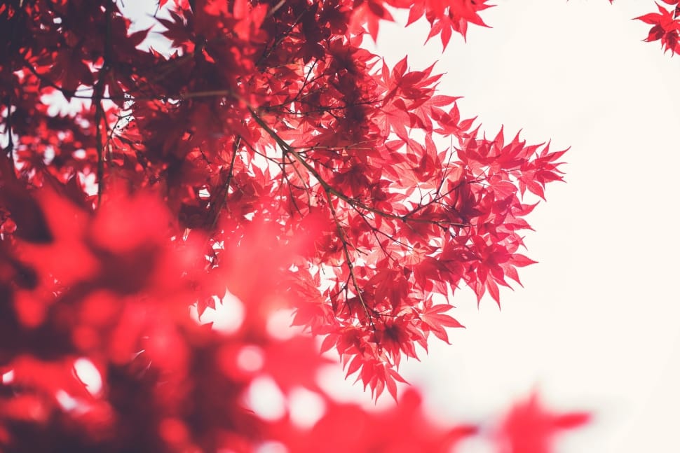 red leaves outdoor tree preview