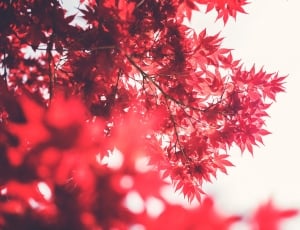 red leaves outdoor tree thumbnail