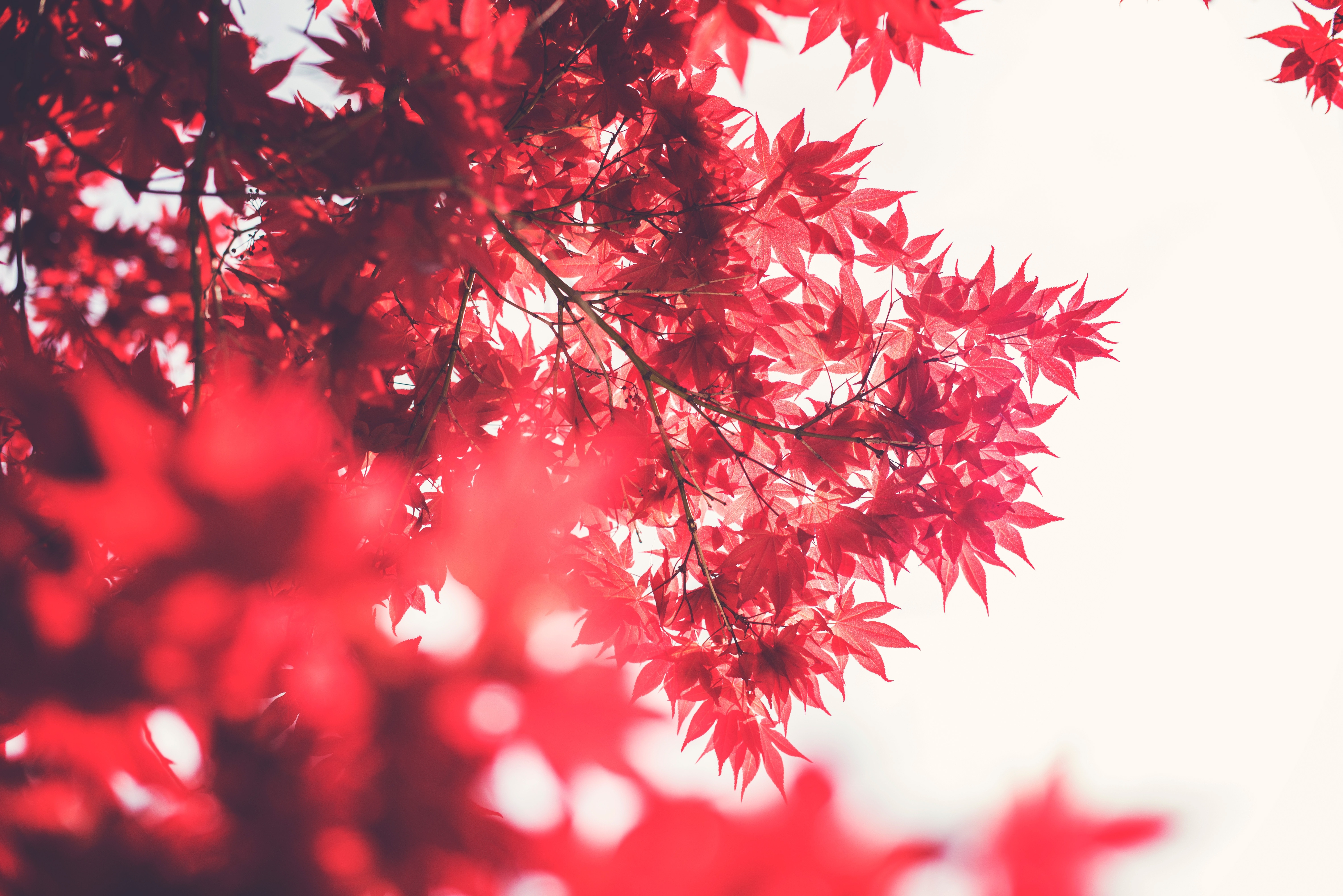 red leaves outdoor tree