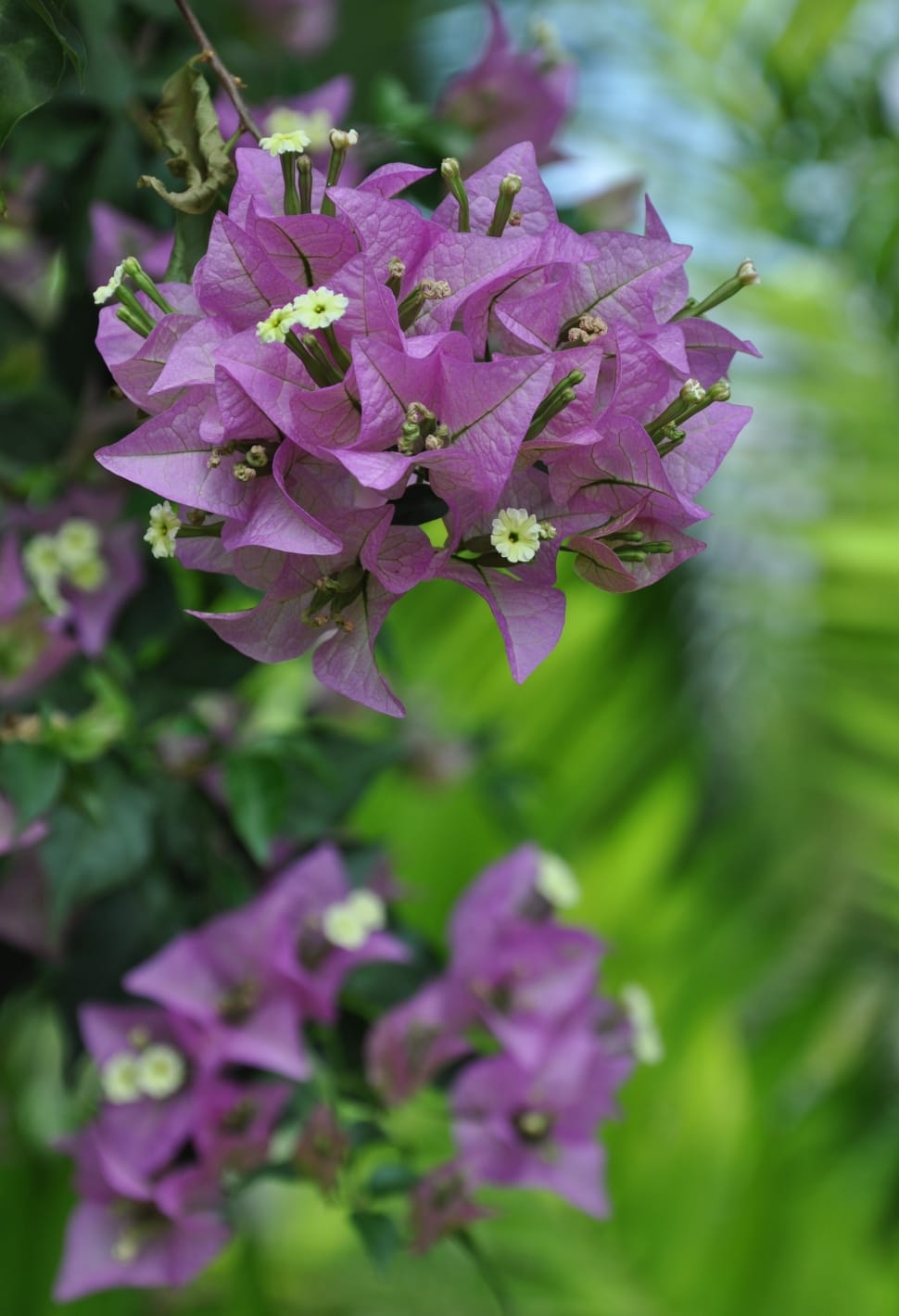 Plant, Plants, Flowers, Bougainvillea, flower, purple preview