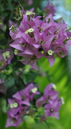 Plant, Plants, Flowers, Bougainvillea, flower, purple thumbnail