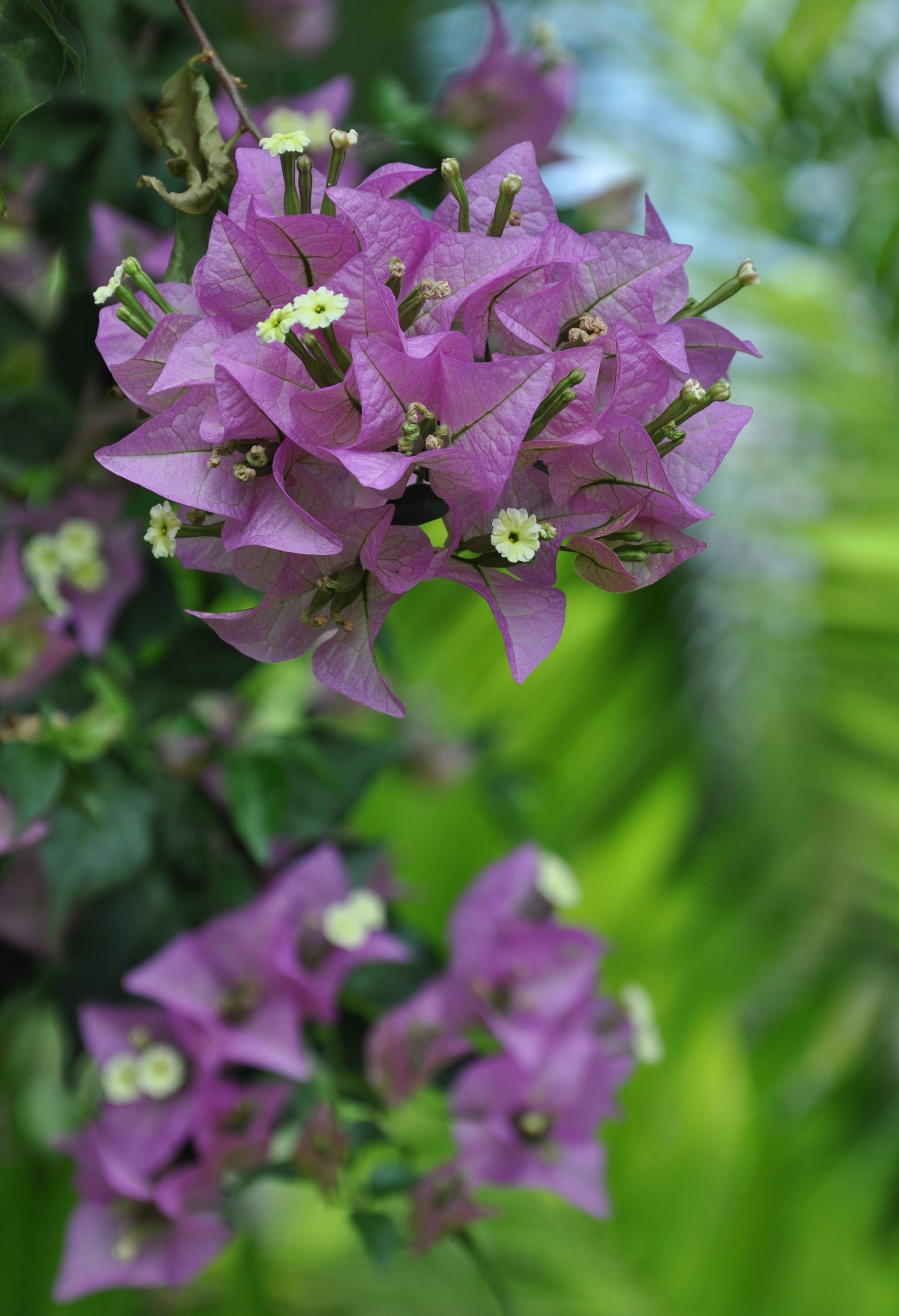 Plant, Plants, Flowers, Bougainvillea, flower, purple