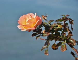 peach rose flower thumbnail