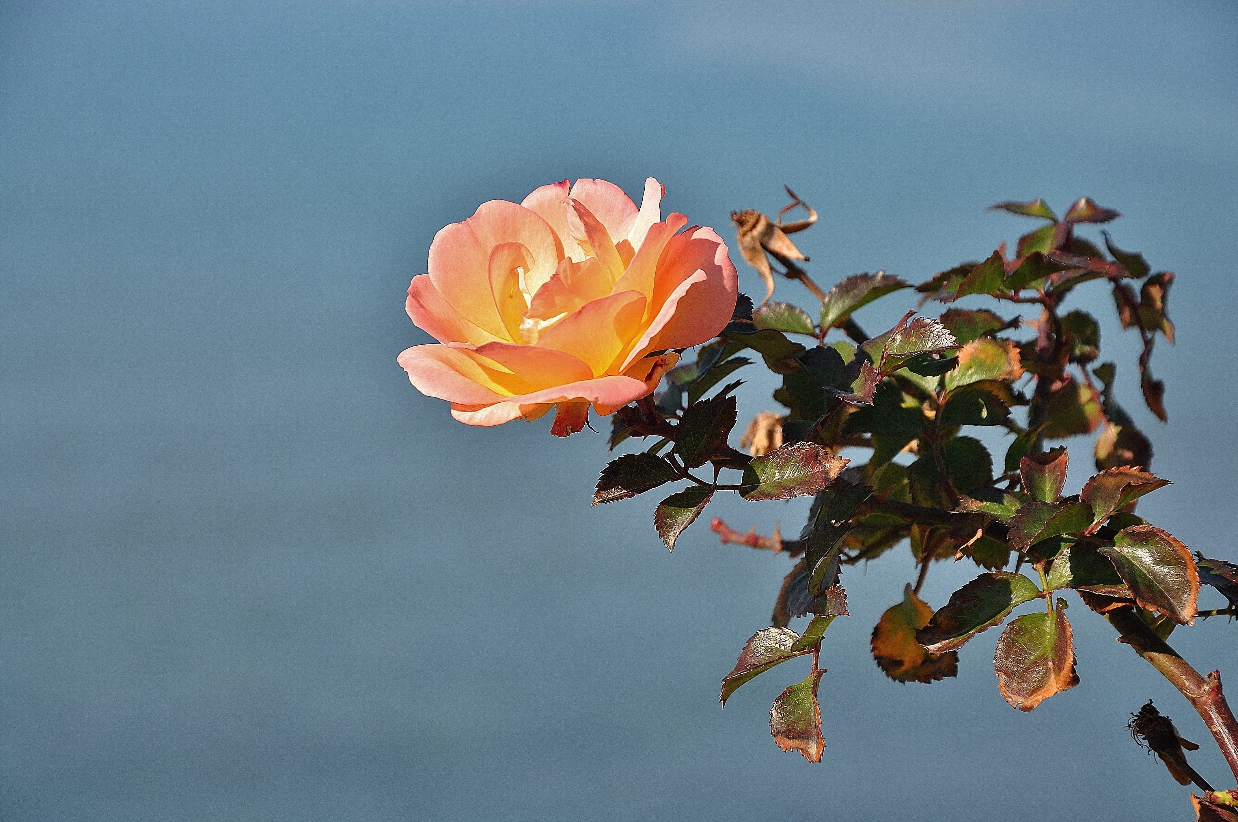 peach rose flower
