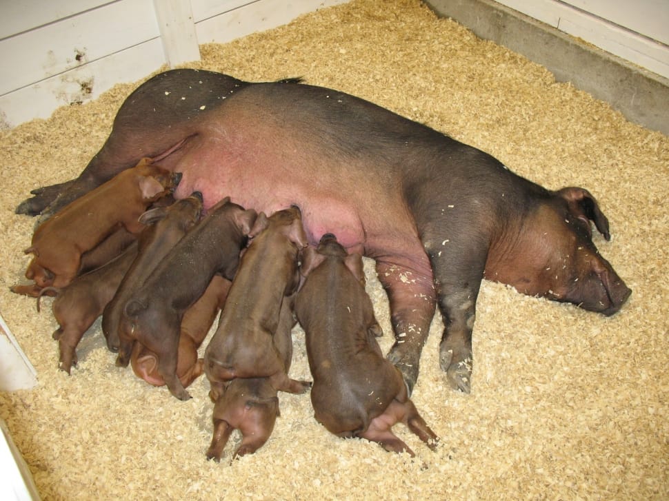 brown pig with piglets preview