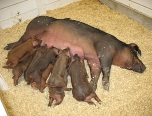 brown pig with piglets thumbnail