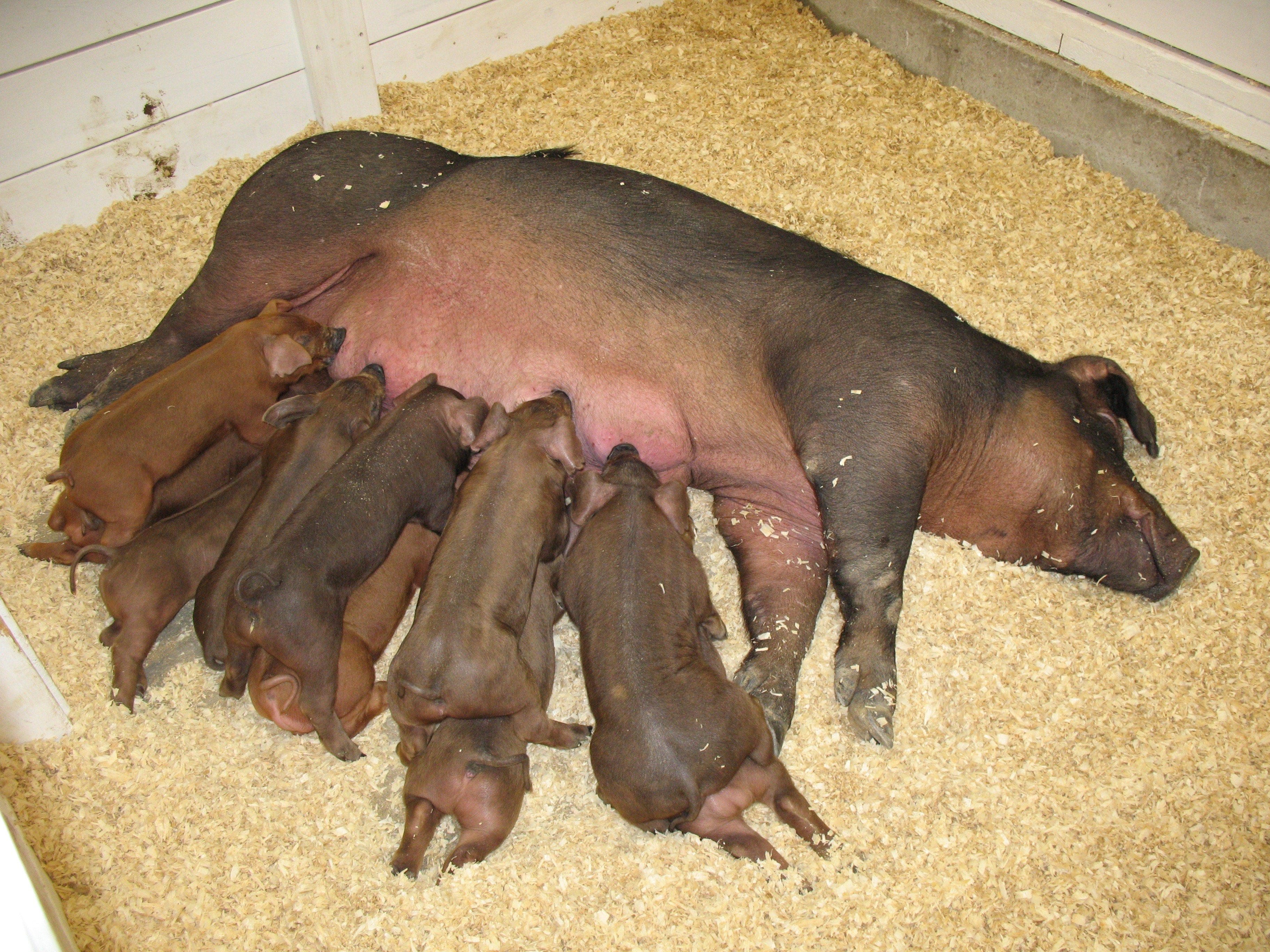 brown pig with piglets