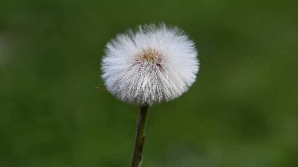 close up photo of white dandelion preview
